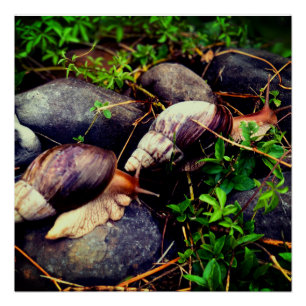 Giant African land snails Framed Art Poster