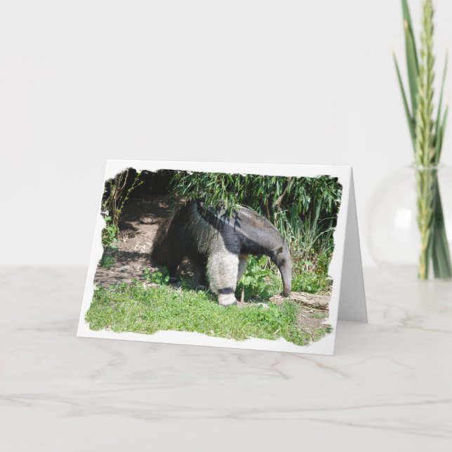 Giant Anteater  Greeting Card (Front)