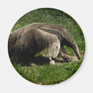 Giant Anteater Magnet