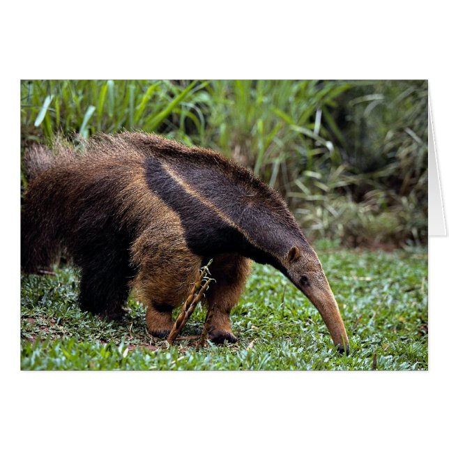 Giant anteater (Myrmecophaga tridactyla) (Front Horizontal)