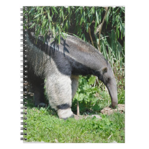 Giant Anteater Notebook