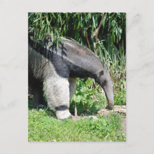 Giant Anteater Postcard