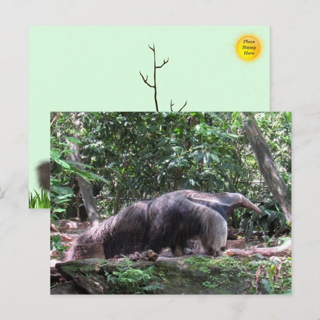Giant Anteater Postcard (Front/Back)