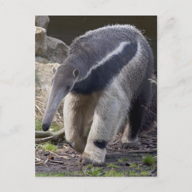 Giant Anteater Postcard (Front)