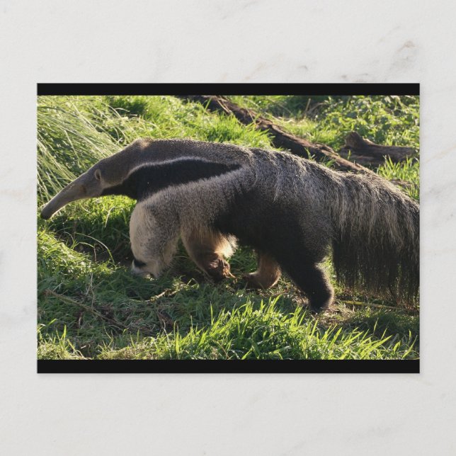 Giant Anteater Postcard (Front)