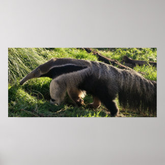 Giant Anteater Poster Print