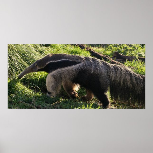 Giant Anteater Poster Print (Front)