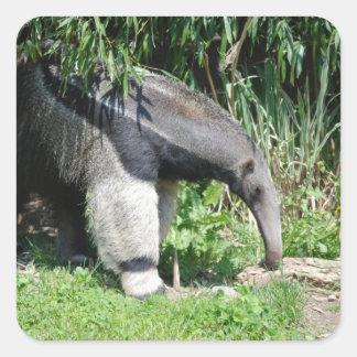 Giant Anteater Stickers