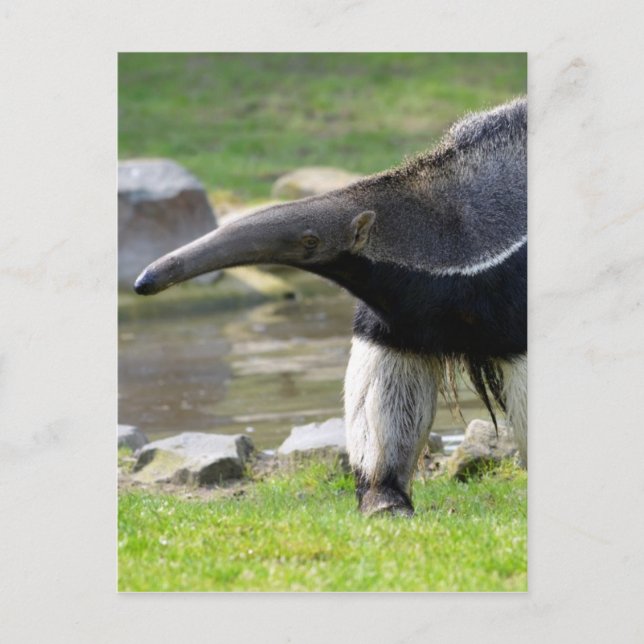 Giant Anteater walking on grass Postcard (Front)