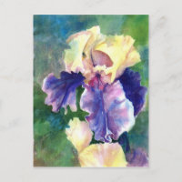 Giant Bearded Iris
