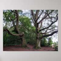 Giant Beech Trees