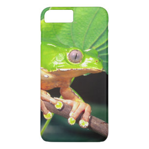 Giant Bicolor Monkey Treefrog, Phyllomedusa Case-Mate iPhone Case