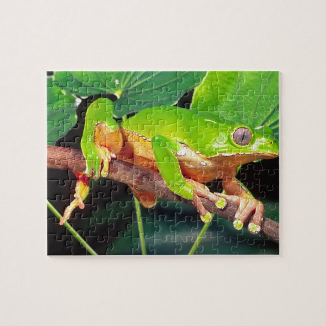 Giant Bicolor Monkey Treefrog, Phyllomedusa Jigsaw Puzzle (Horizontal)