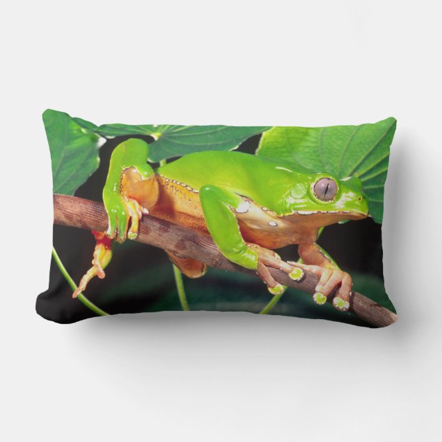 Giant Bicolor Monkey Treefrog, Phyllomedusa Lumbar Cushion (Front)