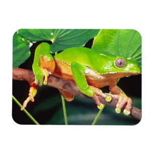 Giant Bicolor Monkey Treefrog, Phyllomedusa Magnet