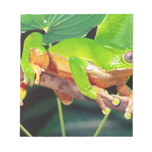 Giant Bicolor Monkey Treefrog, Phyllomedusa Notepad