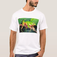 Giant Bicolor Monkey Treefrog, Phyllomedusa