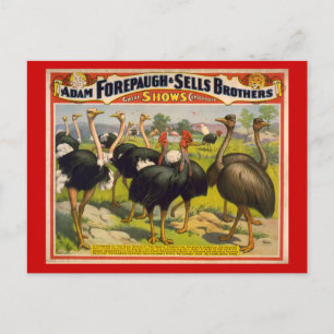 Giant Birds Circus Poster - Forepaugh and Sells Postcard