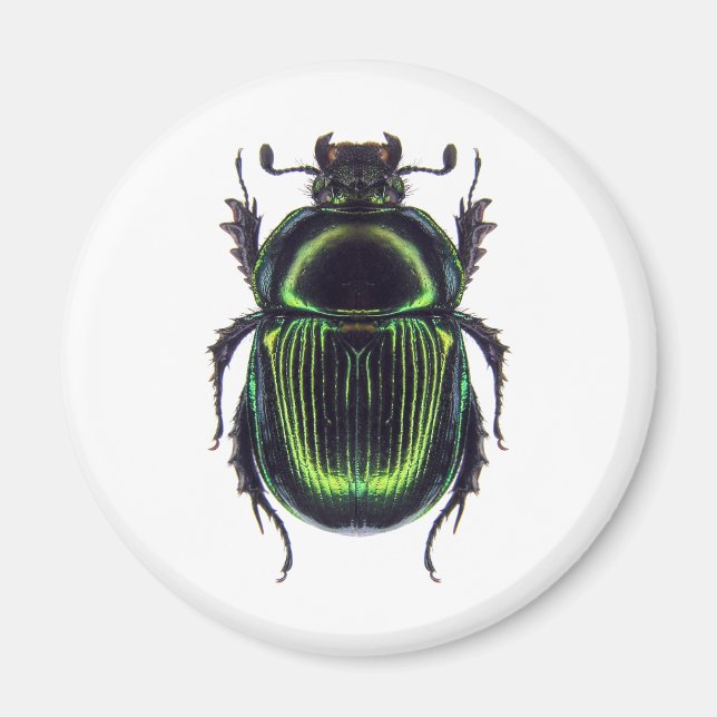 Giant black-eyed goby magnet (Front)