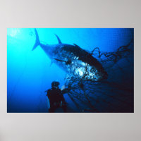 Giant Bluefin Tuna Caught in a Net