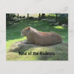 Giant Capybara Postcard