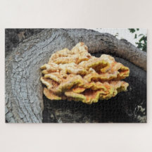 Giant Chicken of the Woods Mycelium Puzzle