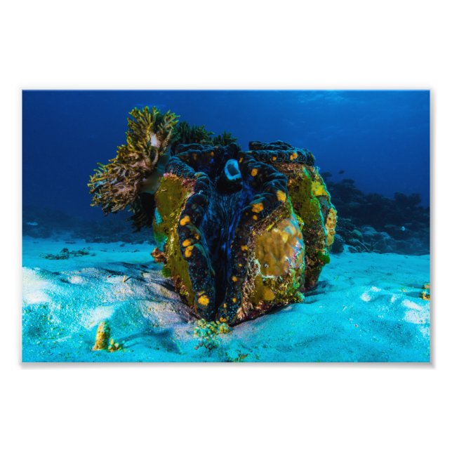 Giant Clam Photo Print (Front)