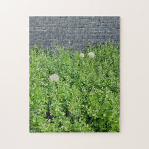 Giant Dandelions Jigsaw Puzzle