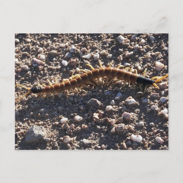 Giant Desert Centipede Postcard (Front)