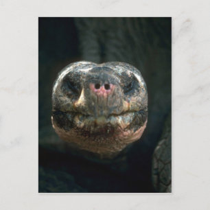 Giant Dome-Shaped Tortoise Postcard