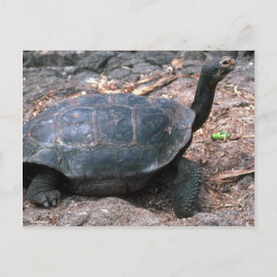 Giant Dome-Shaped Tortoise Walking Postcard