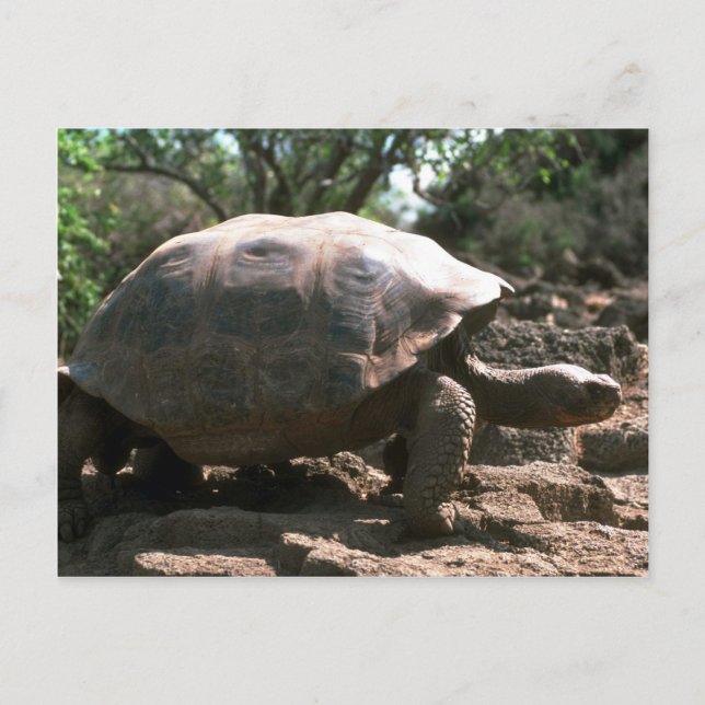 Giant Dome-Shaped Tortoise Walking Postcard (Front)