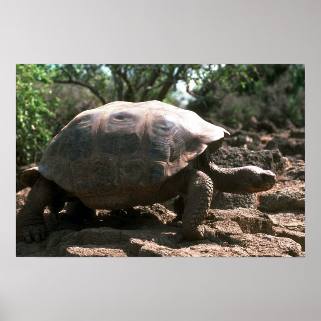 Giant Dome-Shaped Tortoise Walking Poster (Front)