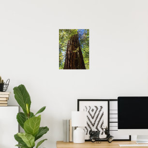 Giant Douglas Fir Tree Photographic Poster