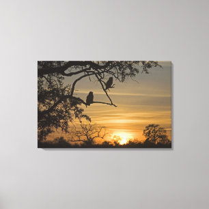 Giant Eagle Owls (Bubo lacteus) silhouetted at Canvas Print