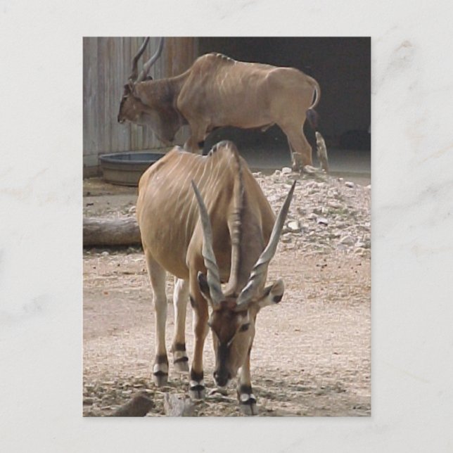 "Giant Eland" Postcard (Front)