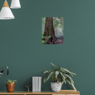 Giant Forest Conifer Tree Photographic Poster