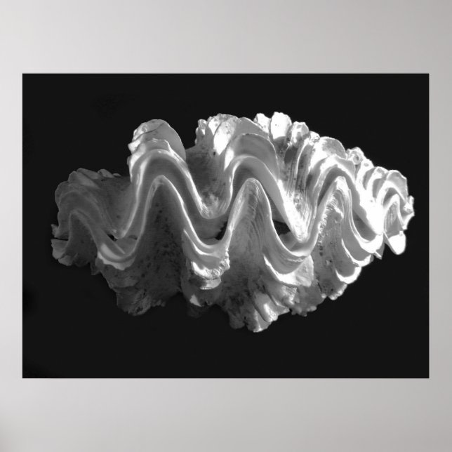 Giant Frilled Clam Seashell Tridacna squamosa Poster (Front)