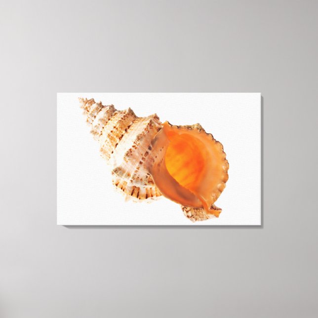 Giant Frog shell (Tutufa bubo) against white Canvas Print (Front)