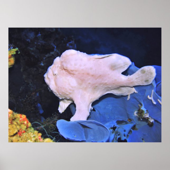 Giant Frogfish-White Poster (Front)