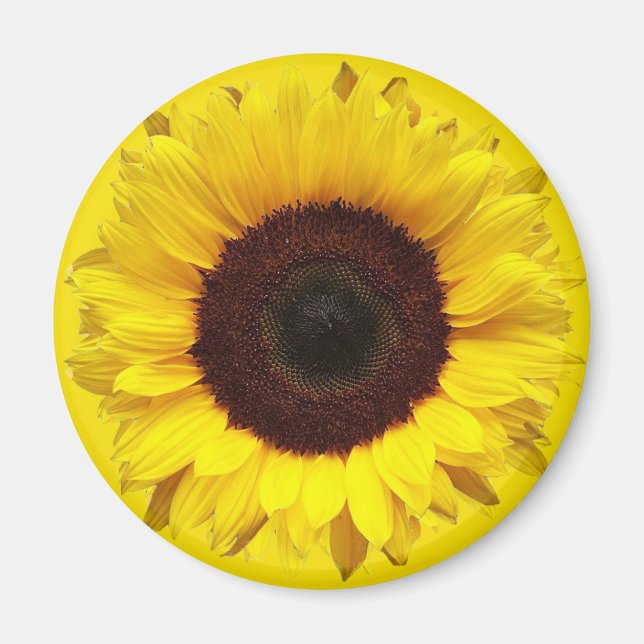 Giant Garden Sunflower on Golden Yellow Background Magnet (Front)