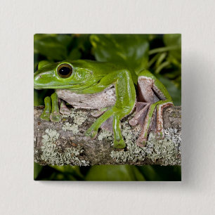 Giant Gliding Frog, Polypedates dennysi ssp, 15 Cm Square Badge