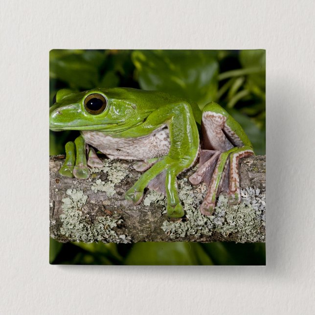 Giant Gliding Frog, Polypedates dennysi ssp, 15 Cm Square Badge (Front)