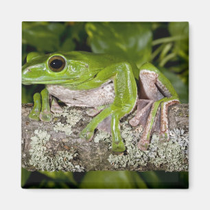 Giant Gliding Frog, Polypedates dennysi ssp, Magnet