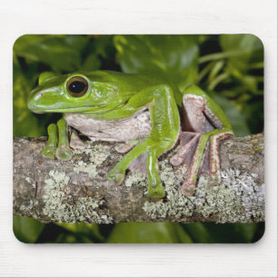 Giant Gliding Frog, Polypedates dennysi ssp, Mouse Pad