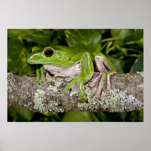 Giant Gliding Frog, Polypedates dennysi ssp, Poster