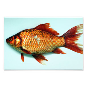 Giant Goldfish Photo Print