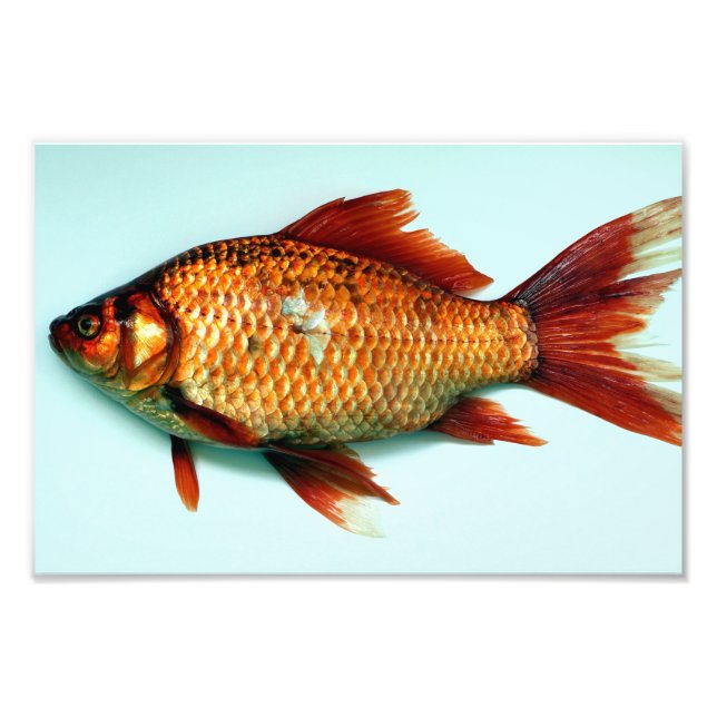 Giant Goldfish Photo Print (Front)