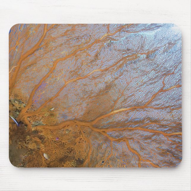Giant gorgonian sea fan (Plexauridae sp.) Mouse Pad (Front)