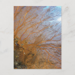 Giant gorgonian sea fan (Plexauridae sp.) Postcard